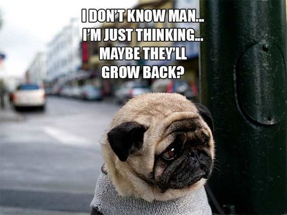 10-dog_thoughts