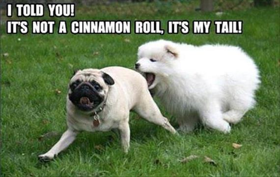 12-funny-animal-pictures