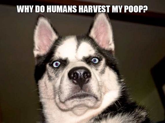 12-dog_thoughts