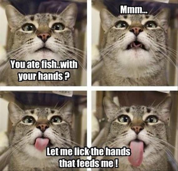 14-funny-animal-pictures
