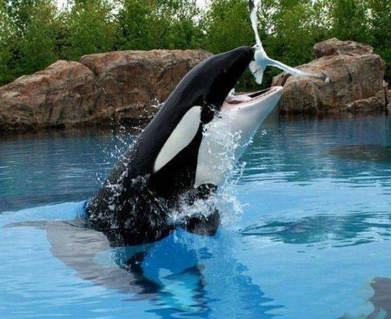 25-funny-pictures-1392