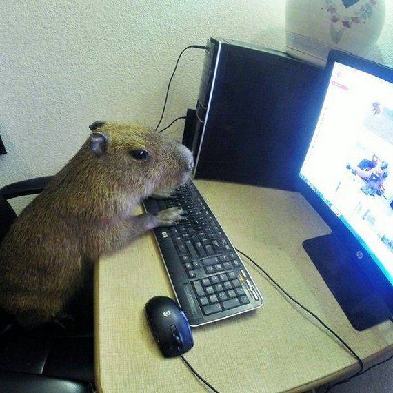 32-funny-pictures-1392