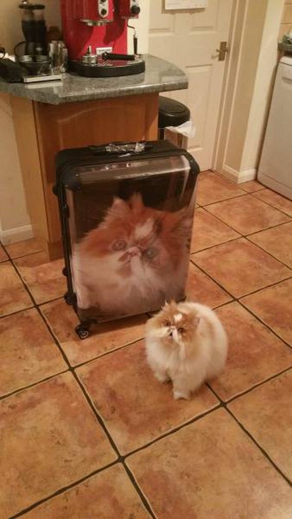 44-funny-pictures-1392