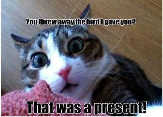 cool-angry-cat-bird-present