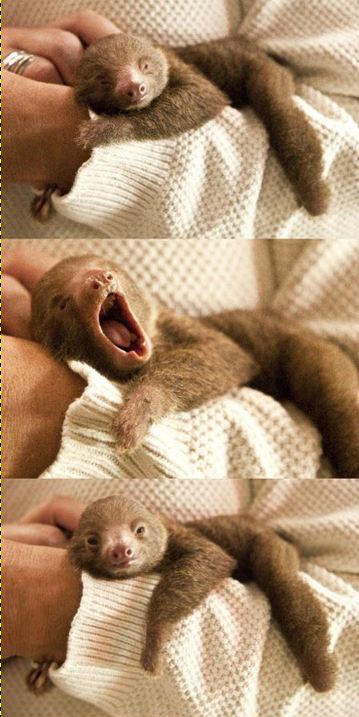 cool-baby-sloth-yawning