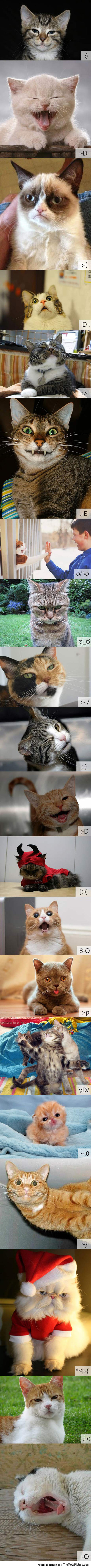 cool-cat-photos-emoticons
