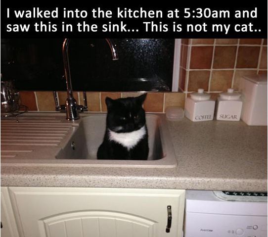 cool-cat-sink-kitchen