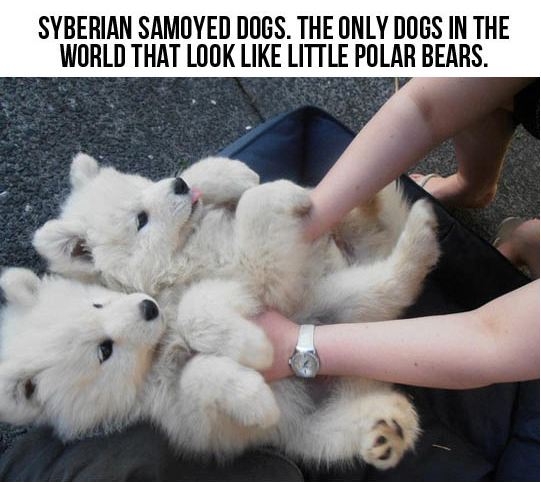 cool-cute-puppies-samoyed