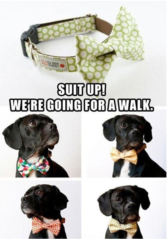 cool-dog-bow-tie-fancy