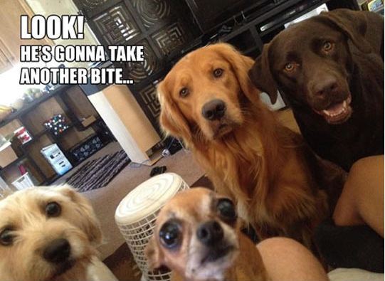 cool-dogs-watching-while-you-eat