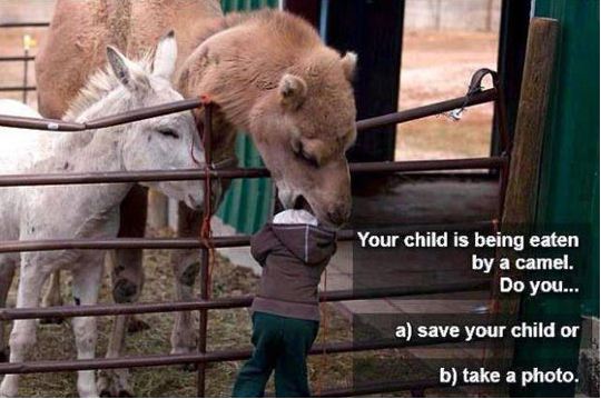 cool-kid-camel-zoo