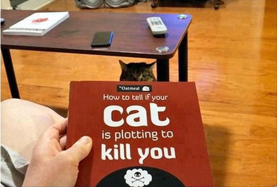 cool-kill-cat-book