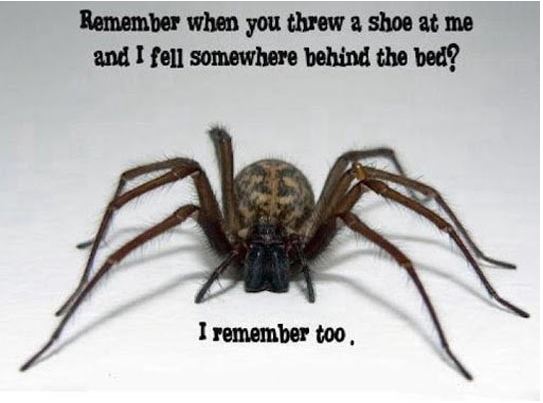 cool-scary-spider-creepy