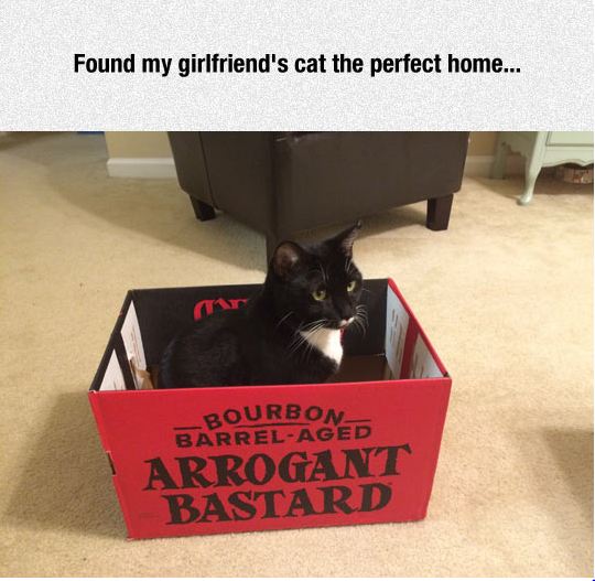 funny-cat-inside-cardboard-box-fort