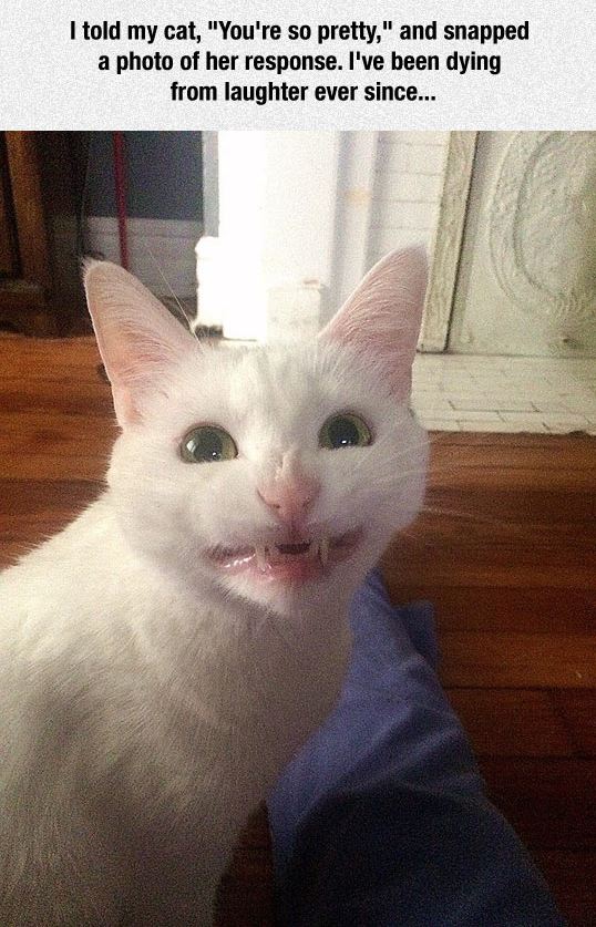funny-cat-making-face-teeth