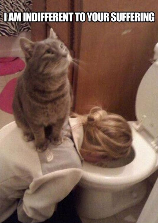 funny-cat-on-girl-toilet