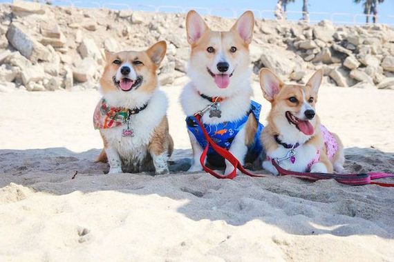 Dogs-on-the-Beach