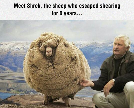 Meet Shrek, The Furriest Sheep Ever - Barnorama