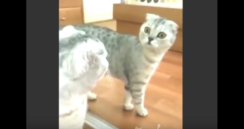 When You Realize You’re a Cat – Barnorama