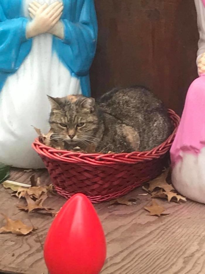 Everyone Can’t Stop Laughing After This Grumpy Cat Crashed A Nativity ...