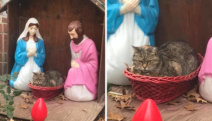 Everyone Can’t Stop Laughing After This Grumpy Cat Crashed A Nativity ...