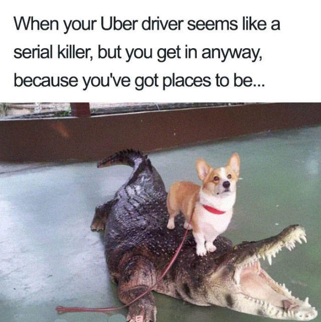 Uber Rides Can Only Be Described With Animal Memes! - Barnorama