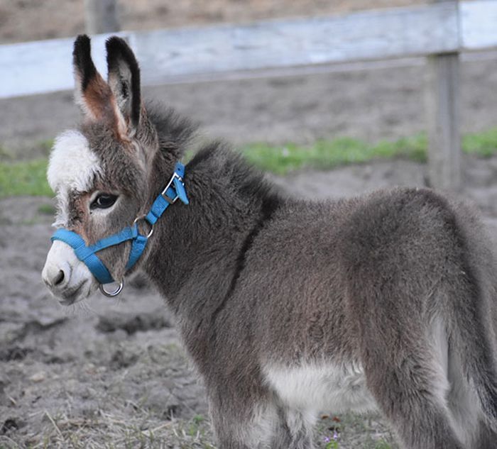 Baby Donkeys Are Very Cute.