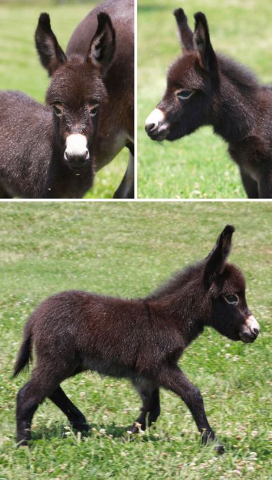 baby donkeys are very cute - barnorama