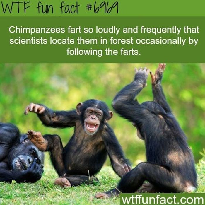 WTF Fun Facts Collection - Barnorama