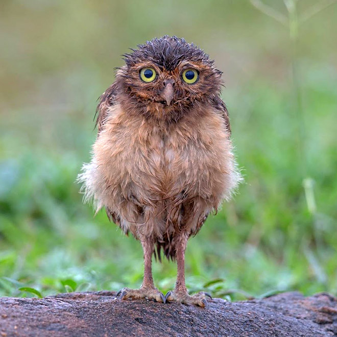 The Best Gallery Of Wet Owls In The World.