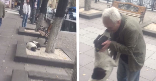 Man Finds His Dog 3 Years After It Ran Away – Barnorama