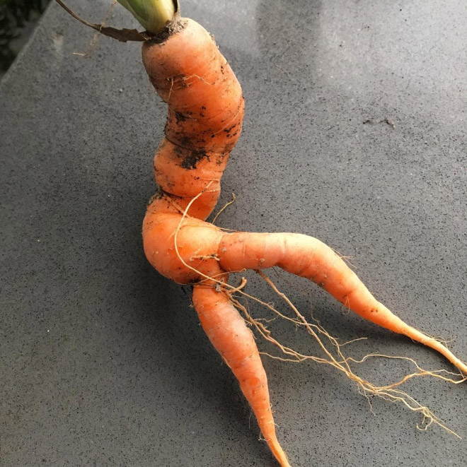 20 Funny Seductive Carrots.