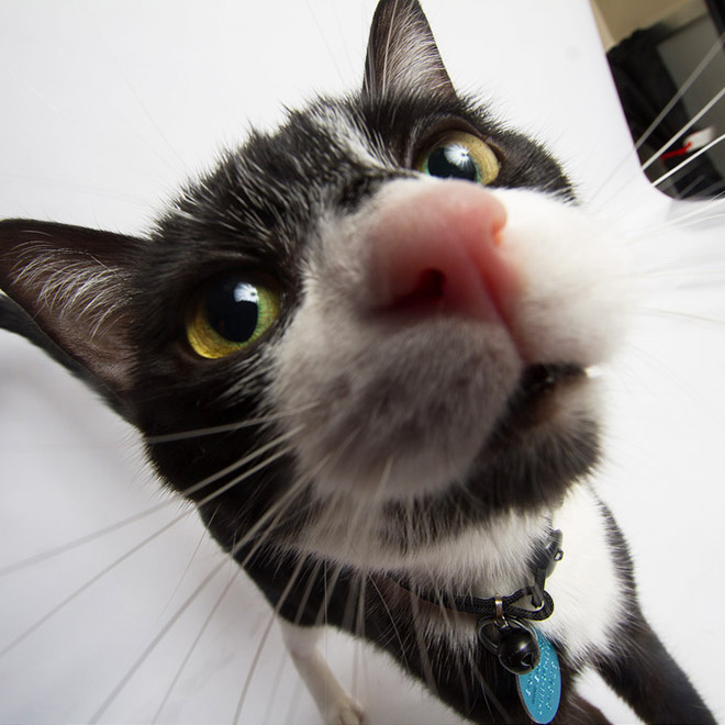 20 Curious Cats Bumping Into Cameras - Barnorama