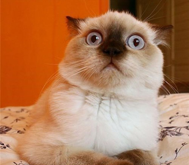 20 Hilarious Surprised Cats Photos Barnorama
