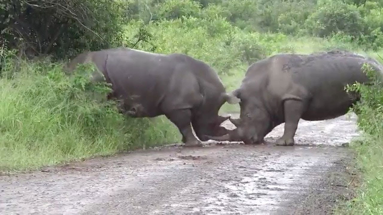 Rhino Spotted Fighting With Another Rhino.