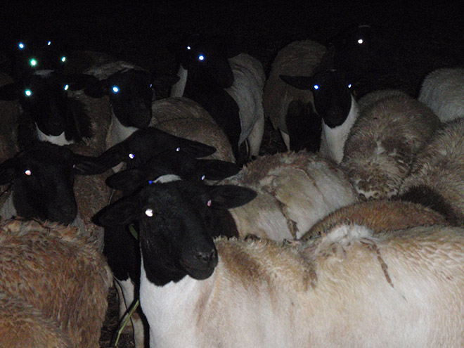Sheep At Night Look Terrifying Barnorama