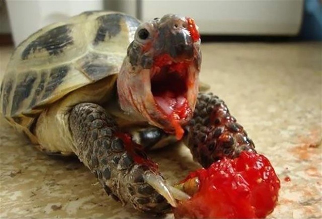 19 Hilarious Animals Eating Strawberries - Barnorama