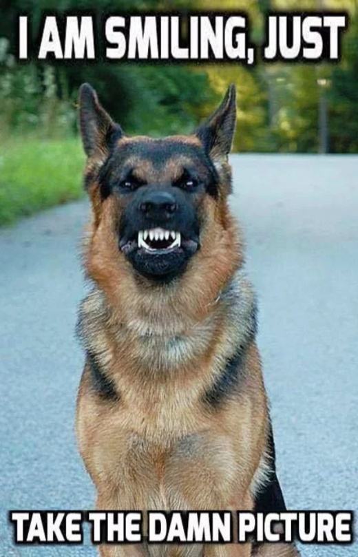36 Funny Service Dog Memes - Barnorama