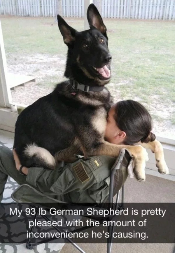 36 Funny Service Dog Memes - Barnorama