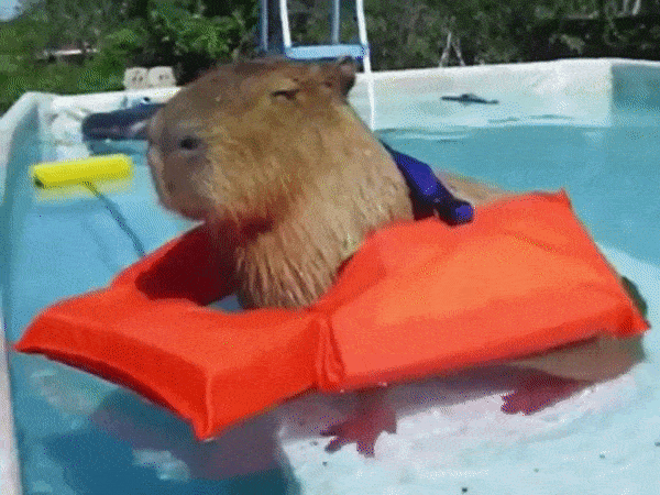 12 Funny GIFs Of Capybaras - Barnorama
