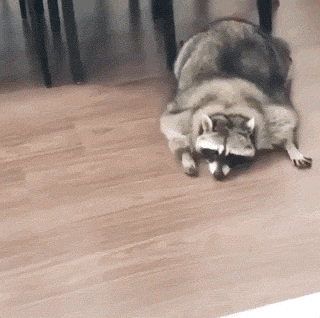 16 Hilarious Raccoon GIFs - Barnorama