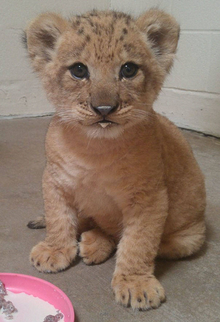 Meet The Adorable Model Behind Baby Simba From The New ...