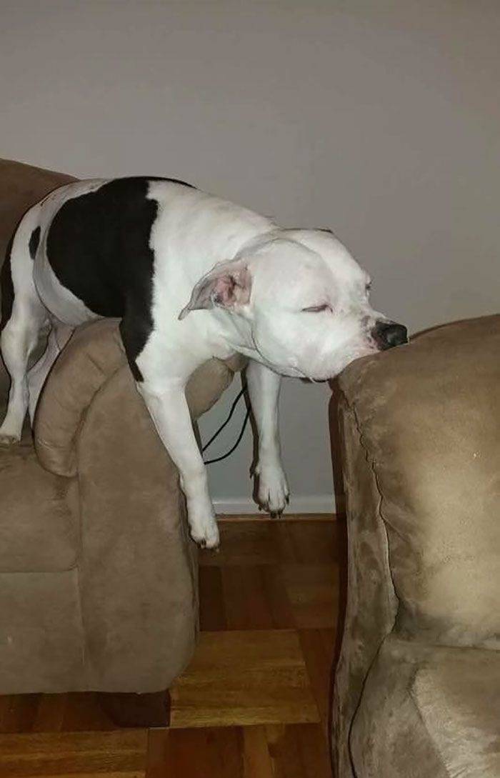 dogs_how_do_you_sleep_like_this 24