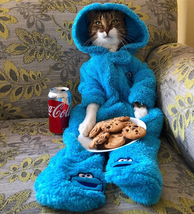 This Is Joey, The Cookie Monster Onesie Wearing Cat Barnorama