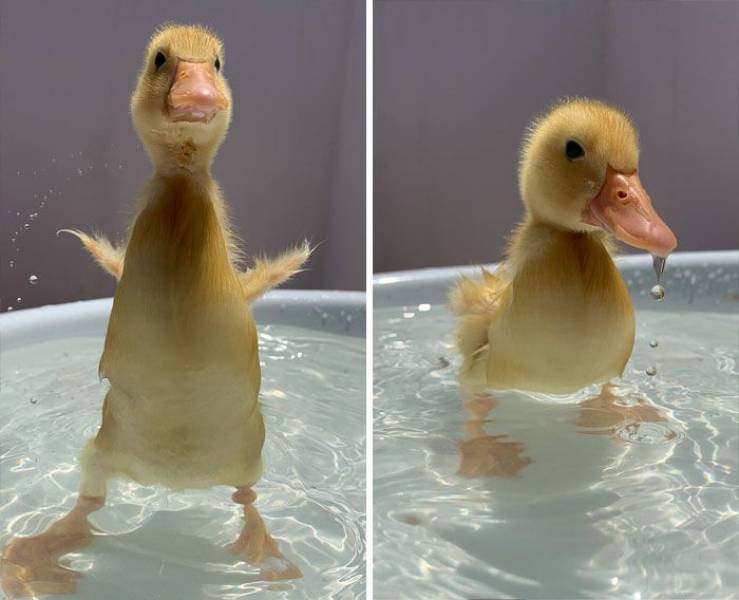 35 Cute Duck Photos - Barnorama
