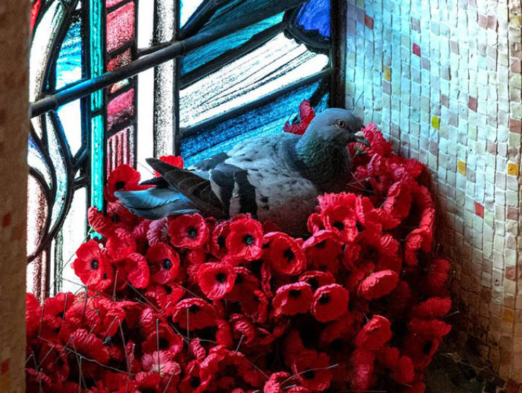 pigeon_builds_a_picturesque_nest_out_of_unknown_soldiers_grave_poppies-2.jpg
