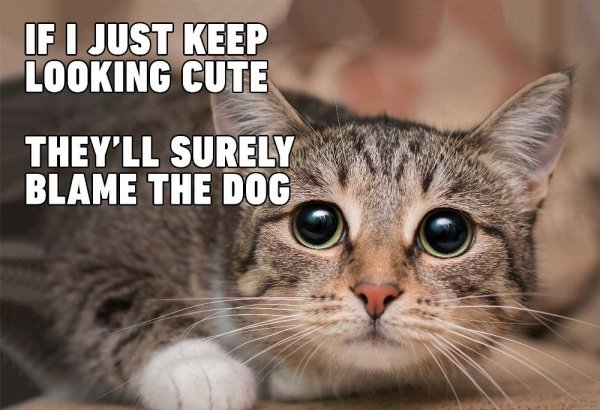 23 Hilarious Memes About Pets - Barnorama
