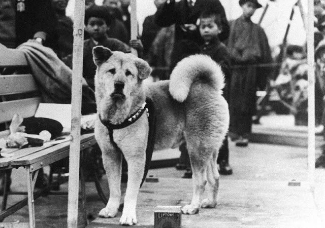 Speaking of Tokyo . . . Rare-Photos-of-Hachiko-the-Worlds-Most-Loyal-Dog-1