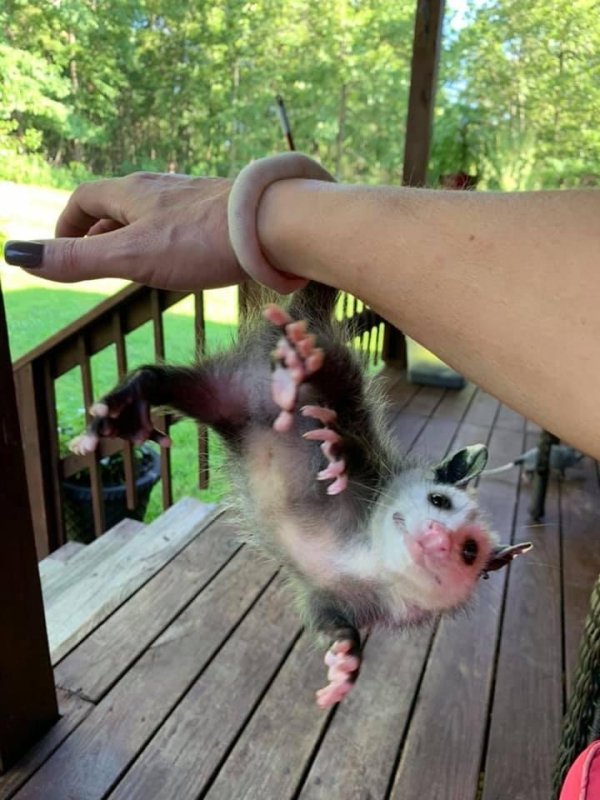 50 Funny Possums Photos - Barnorama