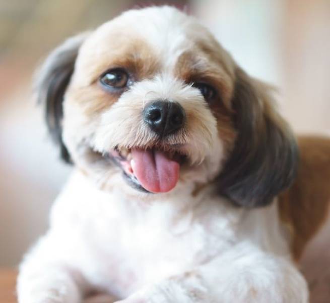 25 Unusual Mixed Dog Breeds That Double The Cuteness